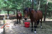 Photo: Myles Standish State Forest Horse Camping