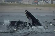 Photo: Salisbury Beach State Res.